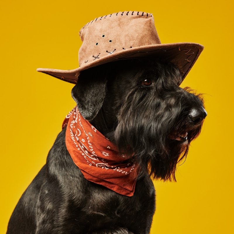 black-schnauzer-cowboy-dog-2022-08-11-19-54-34-utc-min.jpg